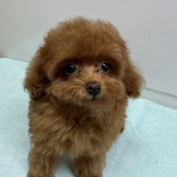 トイプードル(トイ)【岐阜県・女の子・2025年8月5日・レッド】の写真「とっても可愛い女の子
鼻が少し色薄い」