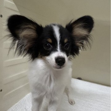 パピヨン【岐阜県・男の子・2025年6月27日・トライカラー】の写真「とっても元気な男の子」