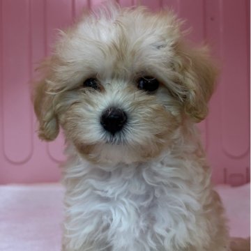 マルプー(マルチーズ×トイプードル)【岐阜県・女の子・2025年9月2日・アプリコット&ホワイト】の写真「大人しいけどとっても元気」