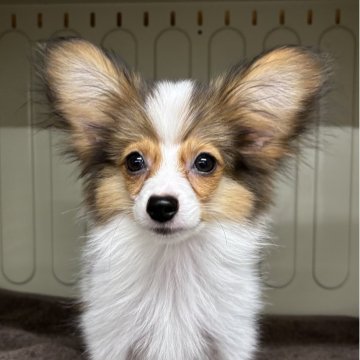 パピヨン【岐阜県・男の子・2025年7月23日・トライカラー】の写真「とっても元気な男の子」