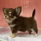 チワワ(ロング)