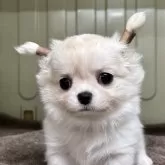 チワワ(ロング)