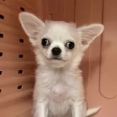 チワワ(ロング)【岐阜県・女の子・2024年11月8日・クリーム】の写真1「3月11日の体重1205グラムお引渡し時に掛かる全て込みの価格です。」