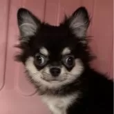 チワワ(ロング)
