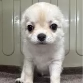 チワワ(ロング)
