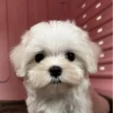 マルチーズ