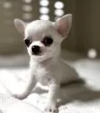 チワワ(スムース)【岐阜県・男の子・2025年7月23日・クリーム】の写真9