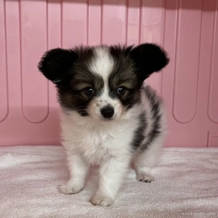 ID:2304-04533の子犬