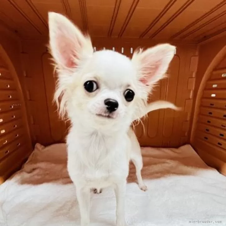 ID：2312-01938の子犬