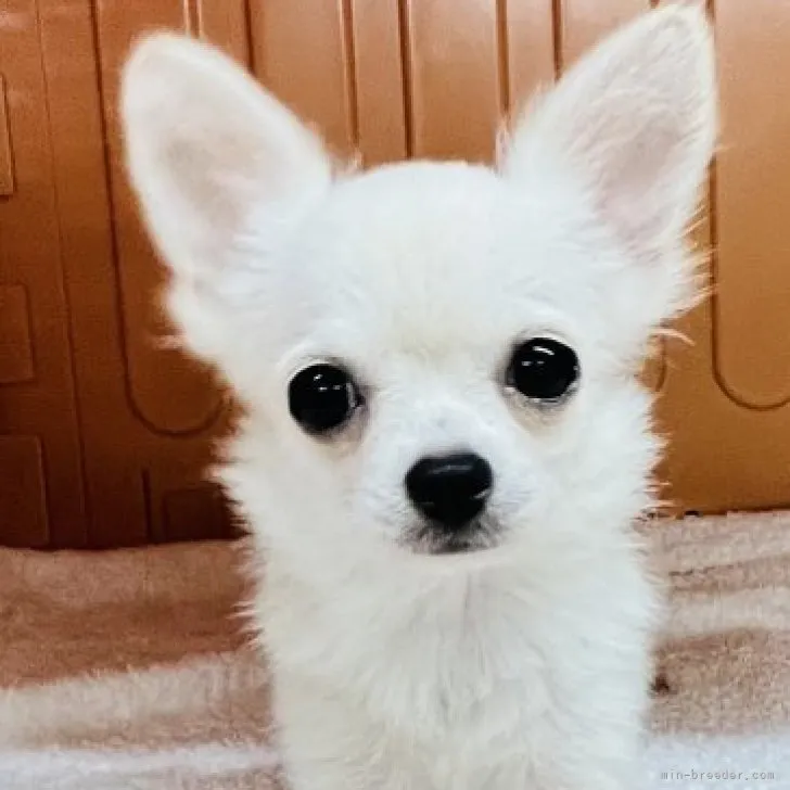 ID：2310-02237の子犬