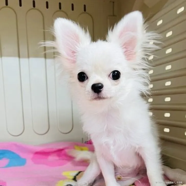 ID：2310-03274の子犬