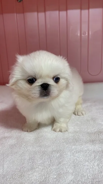ID:2202-01953の子犬