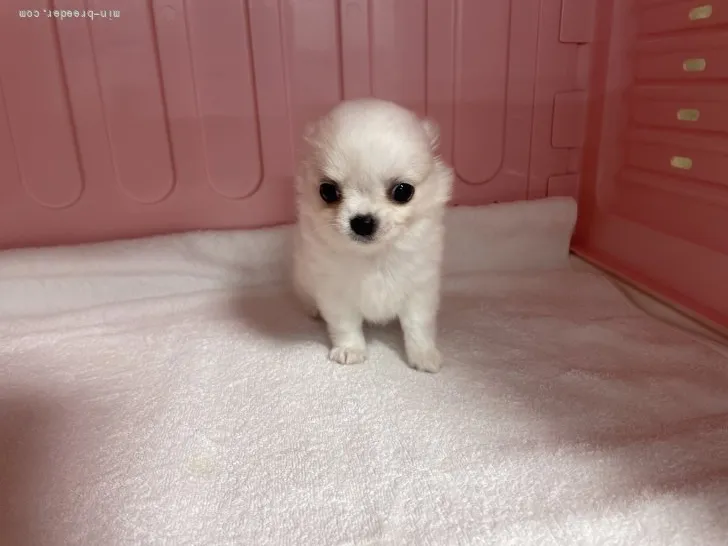 ID：2201-00943の子犬