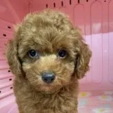 トイプードル(トイ)【岐阜県・男の子・2023年4月2日・レッド】の写真1