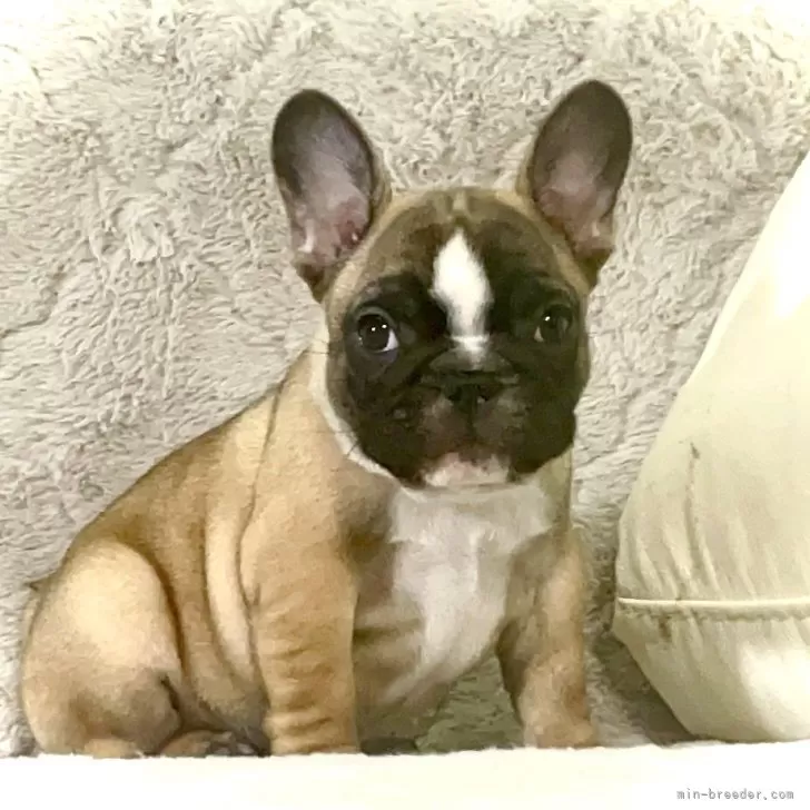 ID:2412-05416の子犬
