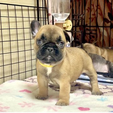 フレンチブルドッグ【愛知県・男の子・2025年3月23日・レッドフォン】の写真「両親ヨーロッパ名門犬舎の血筋でお顔立も素晴らしい子」