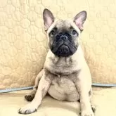 フレンチブルドッグ
