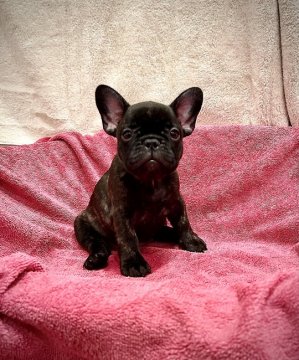 フレンチブルドッグ【愛知県・女の子・2021年6月25日・ブリンドル】の写真「ハンガリー名門犬舎の良血統で美人顔の女の子」