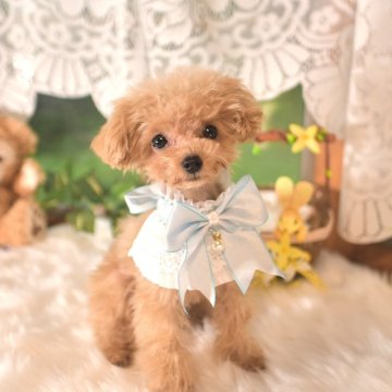 トイプードル(ティーカップ)【山梨県・女の子・2025年3月16日・アプリコット】の写真「超キュート！マイクロ～小さめティーカップのお姫様♡」