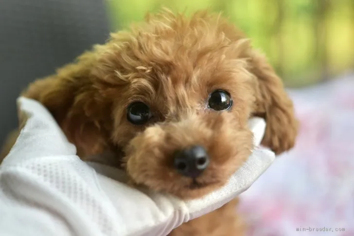 ID：2106-01470の子犬