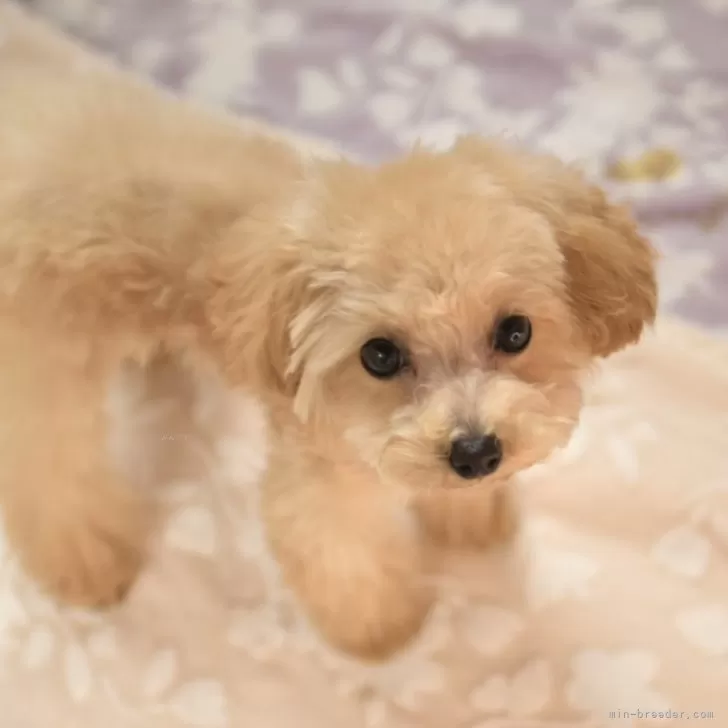 ID:2312-03814の子犬