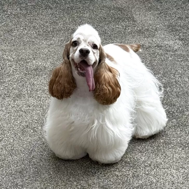 アメリカンコッカースパニエル【岐阜県・女の子・2024年9月3日・ホワイトアンドレッド】の写真1「ごはんは、一瞬にしてなくなります。ボール遊びが大好きです。」