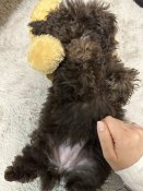 トイプードル【・女の子・2023年1月1日・ブラウン】「子犬の頃の紅茶ちゃんです」