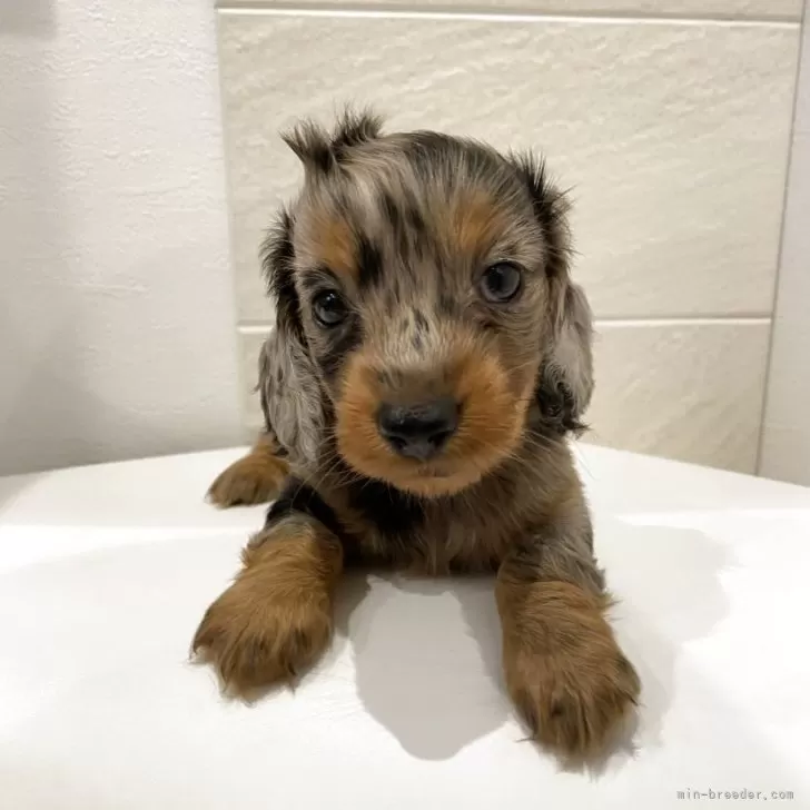 ID：2508-06170の子犬