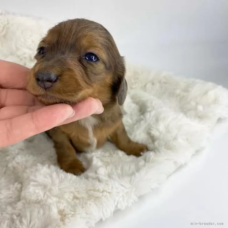 ID：2412-06943の子犬