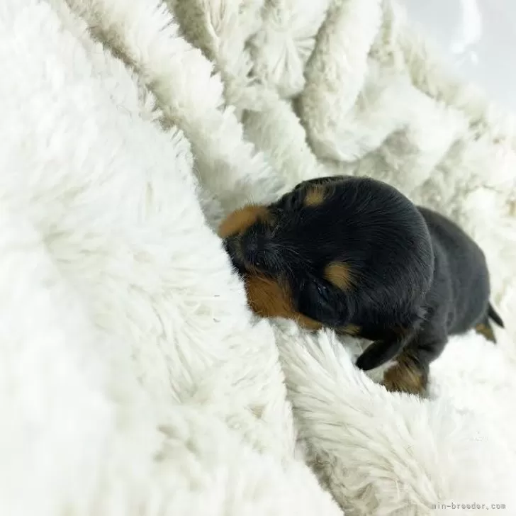 ID：2412-05464の子犬