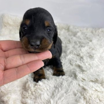 ミニチュアダックスフンド(ロング)【群馬県・女の子・2024年12月11日・ブラックタン】の写真「王道カラーの女の子☆彡」