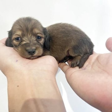 カニンヘンダックスフンド(ロング)【群馬県・女の子・2025年10月10日・シェーデッドレッド】の写真「人気・希少カラーの女の子♪」