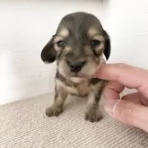 カニンヘンダックスフンド(ロング)【群馬県・女の子・2025年10月10日・シェーデッドイエロー】の写真1