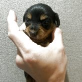 カニンヘンダックスフンド(ロング)