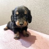カニンヘンダックスフンド(ロング)