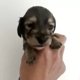 カニンヘンダックスフンド(ロング)【群馬県・男の子・2025年10月10日・シェーデッドイエロー/イエロー】の写真1