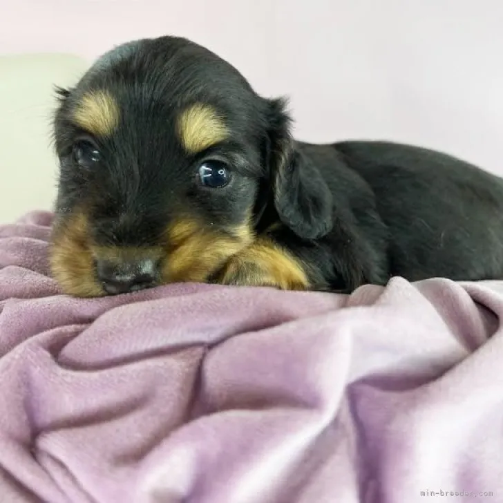 ID：2309-01599の子犬
