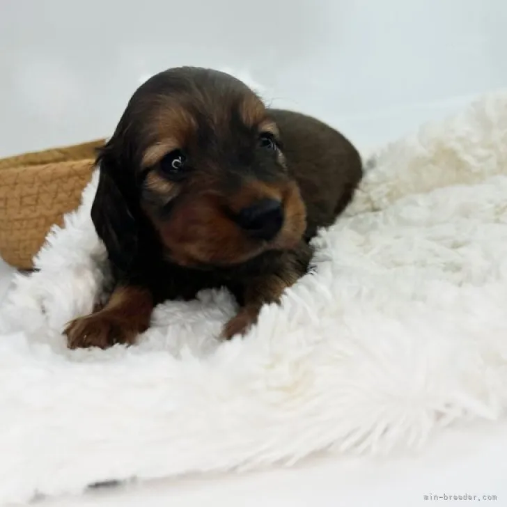 ID：2310-04542の子犬