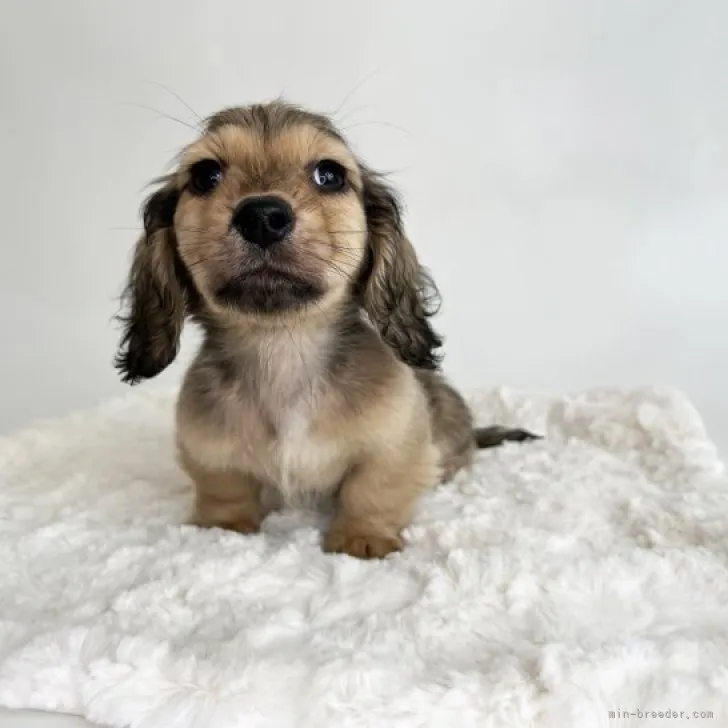 ID:2212-03062の子犬