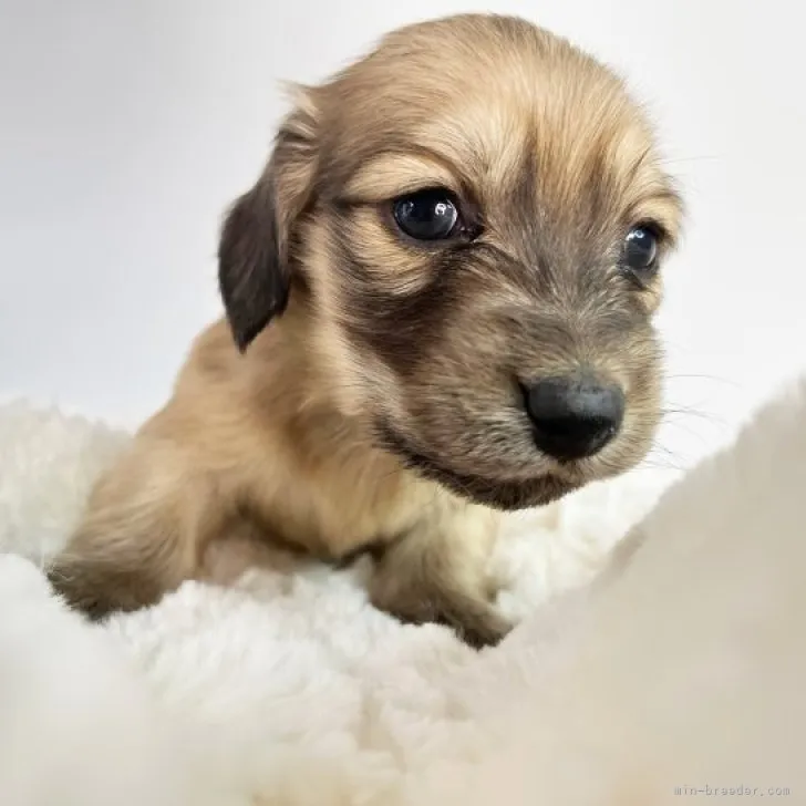 ID：2303-03027の子犬