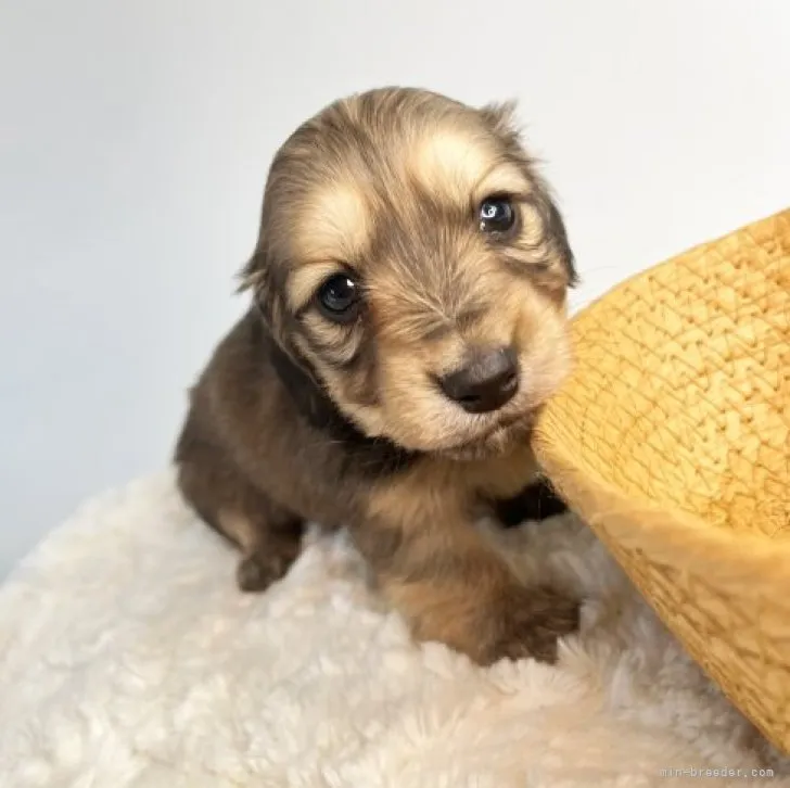 Y.K 様のお迎えした子犬