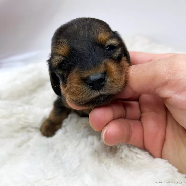 ID:2403-03068の子犬