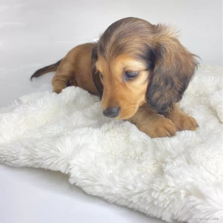 ID:2409-00568の子犬