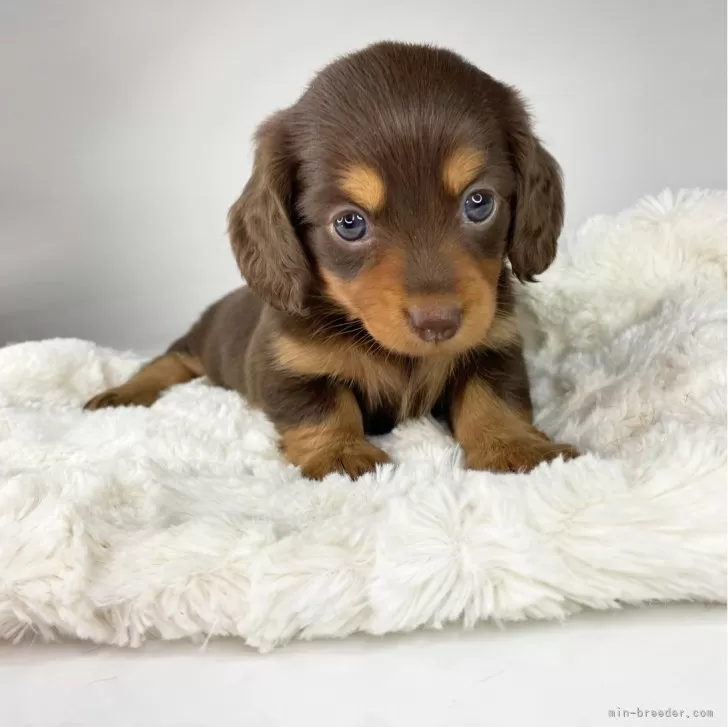 J.O 様のお迎えした子犬