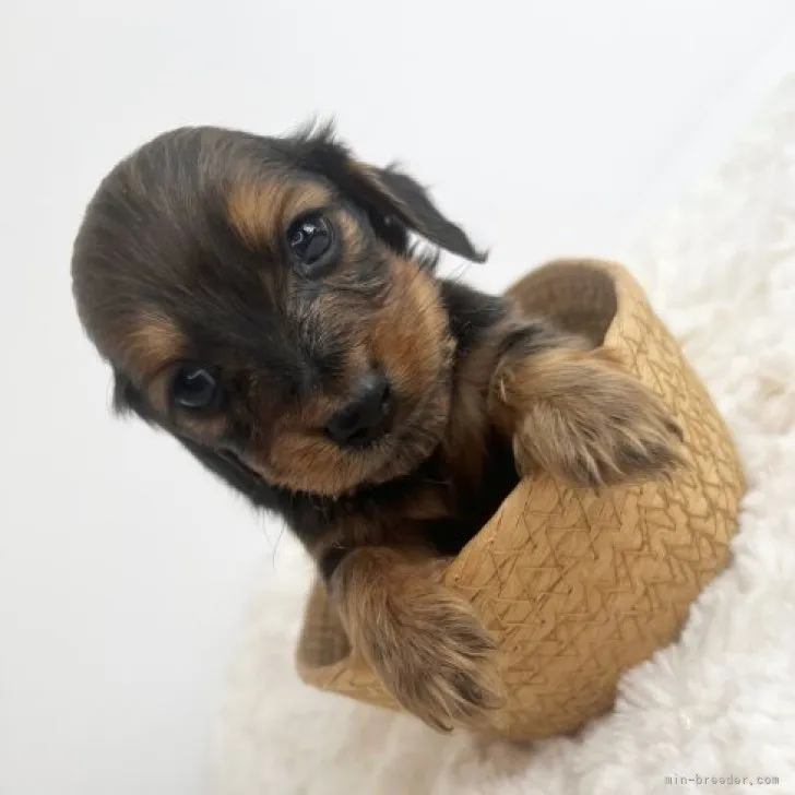 なっちゃん 様のお迎えした子犬