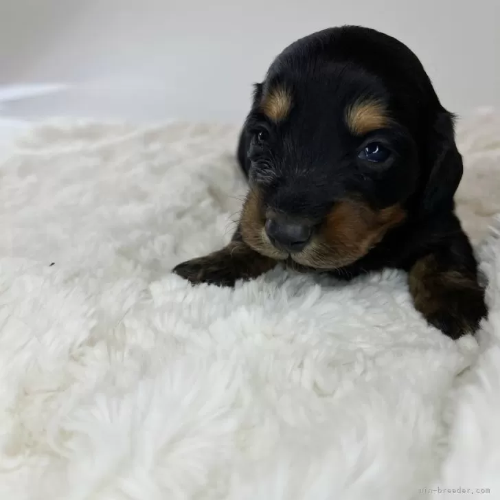 ID:2403-03074の子犬