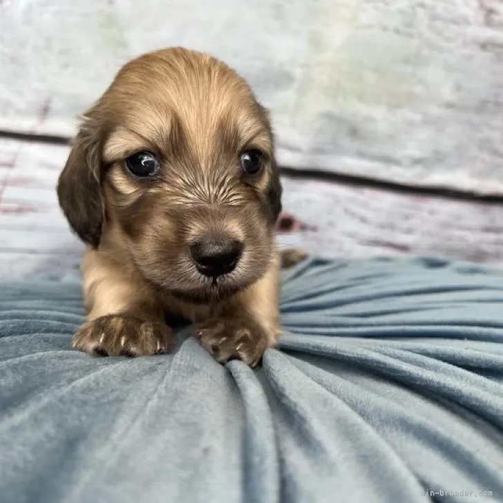 ID:2207-03203の子犬