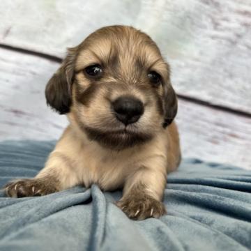 ミニチュアダックスフンド(ロング)【群馬県・男の子・2022年7月11日・イエロー クリーム】の写真「成犬時は平均より小柄になると思います(ㅅ •͈ᴗ•」