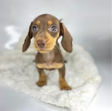 ミニチュアダックスフンド(スムース)【群馬県・女の子・2024年8月8日・チョコレートタン】の写真「ママ🐶小さめミニチュア パパ🐶カニンヘン」