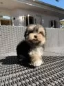 ミックス(マルチーズ×ヨークシャーテリア)【山梨県・女の子・2025年8月31日・ブラックタンホワイト】の写真10